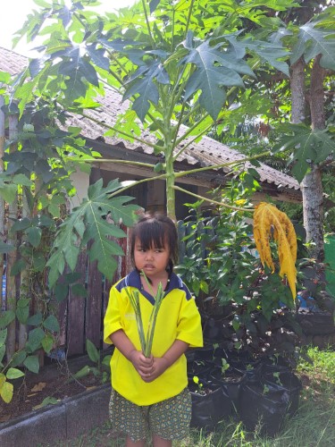 หนูน้อยปลูกผักสวนครัว เพื่อความมั่นคงทางอาหาร   ศูนย์อบรมเด็กก่อนเกณ์ประจำมัสยิดมูซอลลี ต.ตตลิ่งชัน จ.กระบี่